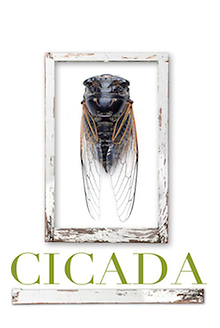 WCQ568 Cicada the Play on Out Chicago!