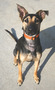Pet for adoption: Zella. Breed: Shepherd (mix). Age: 11 months. Gender: Female. Color: Black and tan. Weight: 33 pounds. Photo courtesy of Terri Klinsky