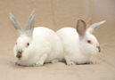 Pet for adoption:Alice and Jasper	 		 		Alice and Jasper are two beautiful and friendly Californian rabbits who were abandoned outside in the terrible heat this summer. Alice had fallen into a deep window well and her mate, Jasper, wouldn't leave her. He stayed above ground, keeping her company until a good samaritan noticed him looking forlorn. Both bunnies were easily rescued and brought to Red Door where they received proper vet care. Alice and Jasper are looking for a home where they can stay together and play together.	Call 773-764-2242 or e-mail info@RedDoorShelter.org. www.reddoorshelter.org