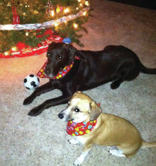 HAPPY-HOLIDAYS-FROM-WE-HEART-PETS