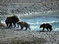Day six: A mother grizzly bear and her two cubs. Yellowstone National Park tour guided by Yellowstone Insight. Photo by Kirk Williamson
