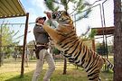 Tiger King's Joe Exotic. Images courtesy of Netflix
