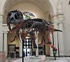 Sue the T. rex at the Field Museum. PR photo