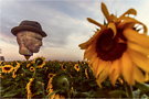 Van Gogh balloon over sunflower field. Photo by Kyle Flubacker