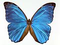 Blue morpho butterfly in Wild Color exhibit. Photo (c) Field Museum