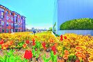 Center on Halsted Rooftop Garden. Photo by Travis Sedler